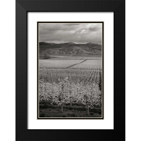 Pear Orchard I Black Modern Wood Framed Art Print with Double Matting by Geyman, Vitaly