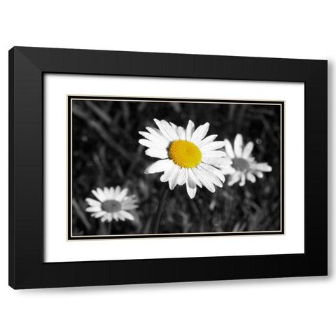 Morning Daisy II Black Modern Wood Framed Art Print with Double Matting by Geyman, Vitaly