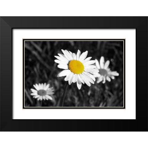 Morning Daisy II Black Modern Wood Framed Art Print with Double Matting by Geyman, Vitaly