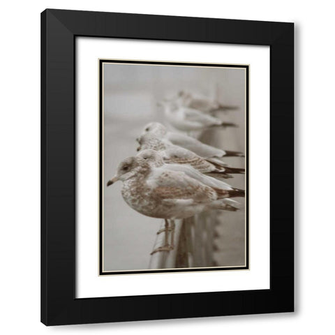 Seagul Paradise I Black Modern Wood Framed Art Print with Double Matting by Vitaly, Geyman