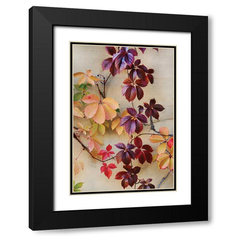 Vine Leaf Romance I Black Modern Wood Framed Art Print with Double Matting by Vitaly, Geyman