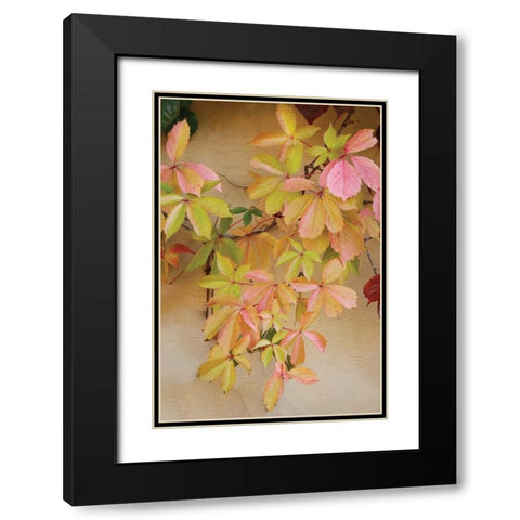 Vine Leaf Romance II Black Modern Wood Framed Art Print with Double Matting by Vitaly, Geyman