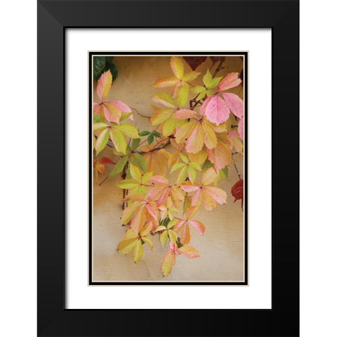 Vine Leaf Romance II Black Modern Wood Framed Art Print with Double Matting by Vitaly, Geyman