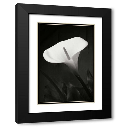 Calla Lily Perfection I Black Modern Wood Framed Art Print with Double Matting by Geyman, Vitaly