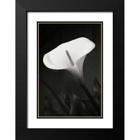 Calla Lily Perfection I Black Modern Wood Framed Art Print with Double Matting by Geyman, Vitaly