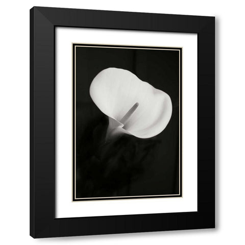 Calla Lily Perfection II Black Modern Wood Framed Art Print with Double Matting by Geyman, Vitaly