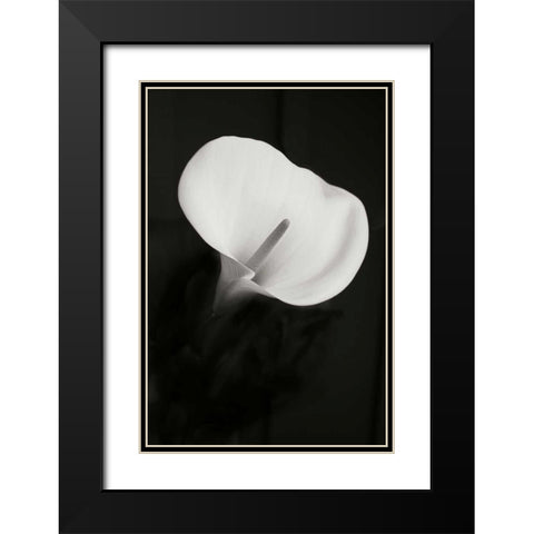 Calla Lily Perfection II Black Modern Wood Framed Art Print with Double Matting by Geyman, Vitaly