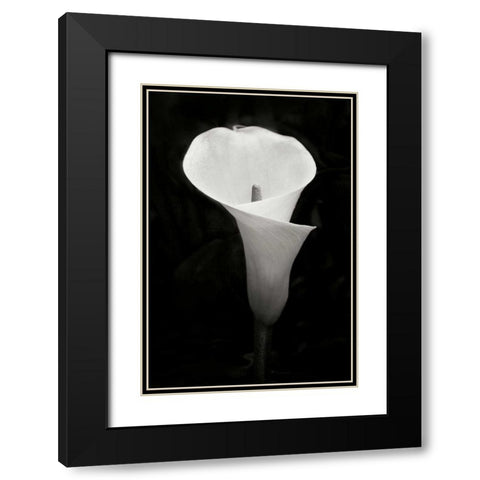 Calla Lily Perfection IV Black Modern Wood Framed Art Print with Double Matting by Geyman, Vitaly
