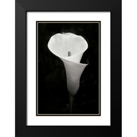 Calla Lily Perfection IV Black Modern Wood Framed Art Print with Double Matting by Geyman, Vitaly
