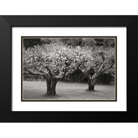Orchard Serenity I Black Modern Wood Framed Art Print with Double Matting by Geyman, Vitaly