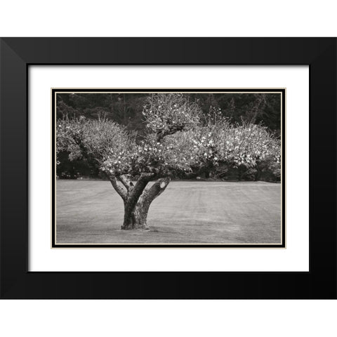 Orchard Serenity II Black Modern Wood Framed Art Print with Double Matting by Geyman, Vitaly