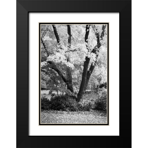 Fall Abundance II B and W Black Modern Wood Framed Art Print with Double Matting by Geyman, Vitaly