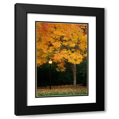 Fall Abundance IX Black Modern Wood Framed Art Print with Double Matting by Geyman, Vitaly