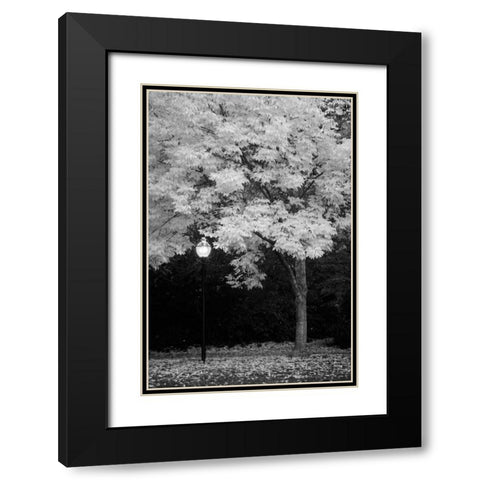 Fall Abundance IX B and W Black Modern Wood Framed Art Print with Double Matting by Geyman, Vitaly
