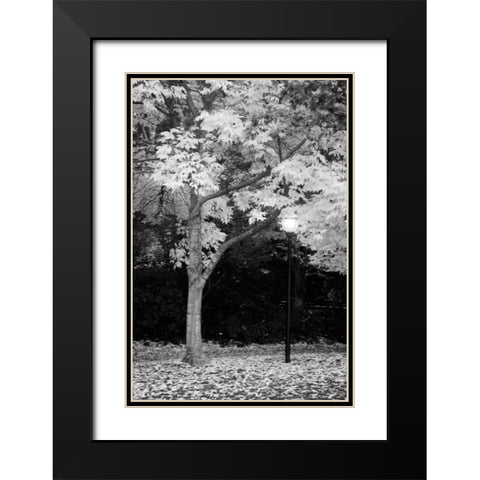 Fall Abundance X B and W Black Modern Wood Framed Art Print with Double Matting by Geyman, Vitaly