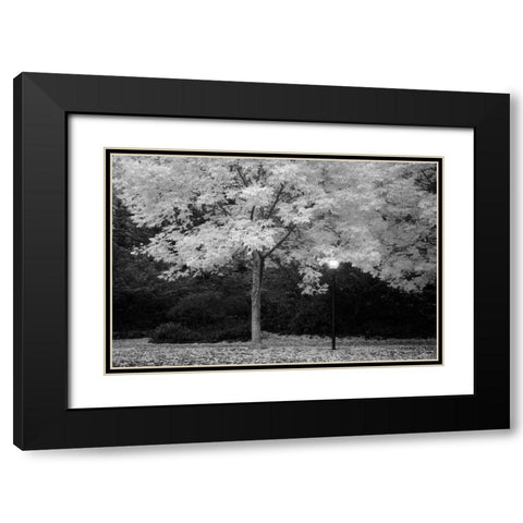 Fall Abundance VI B and W Black Modern Wood Framed Art Print with Double Matting by Geyman, Vitaly