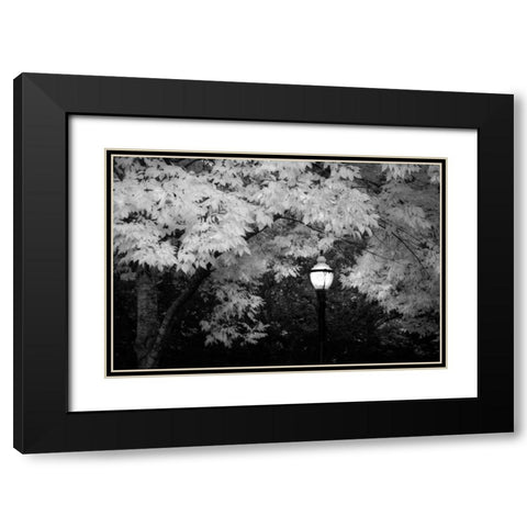 Fall Abundance VII B and W Black Modern Wood Framed Art Print with Double Matting by Geyman, Vitaly