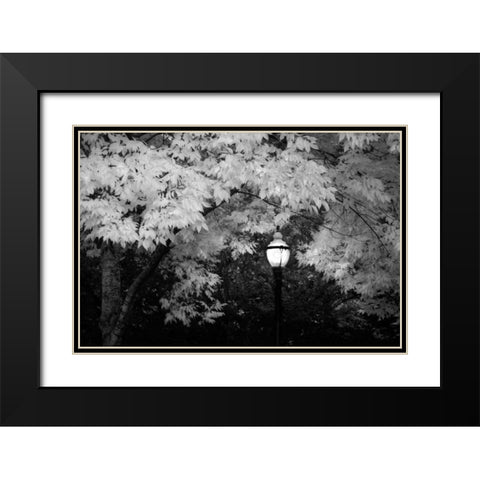 Fall Abundance VII B and W Black Modern Wood Framed Art Print with Double Matting by Geyman, Vitaly