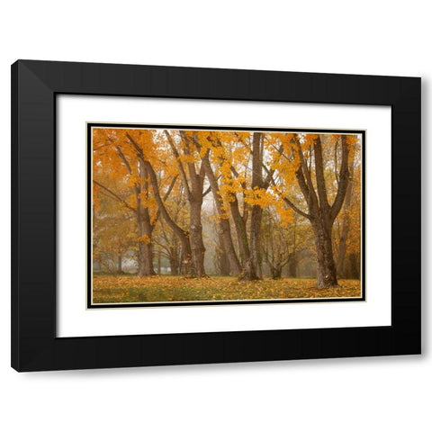 Maple Parade I Black Modern Wood Framed Art Print with Double Matting by Geyman, Vitaly