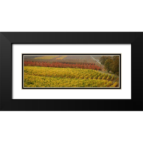 Vineyard Black Modern Wood Framed Art Print with Double Matting by Geyman, Vitaly