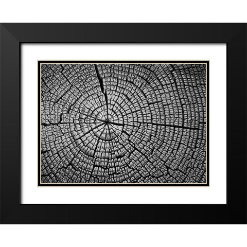 Rings of Life II Black Modern Wood Framed Art Print with Double Matting by Geyman, Vitaly