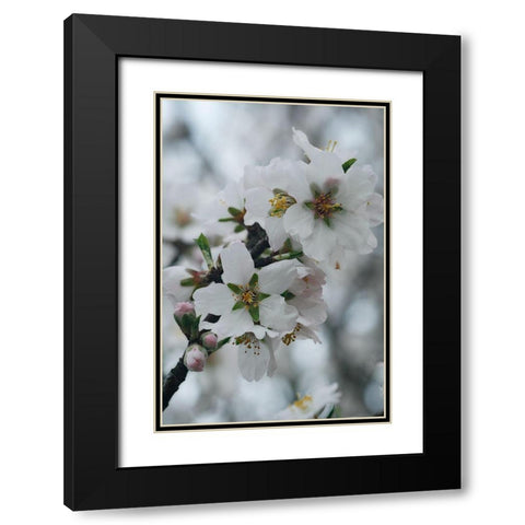 Spring Blossoms I Black Modern Wood Framed Art Print with Double Matting by Geyman, Vitaly