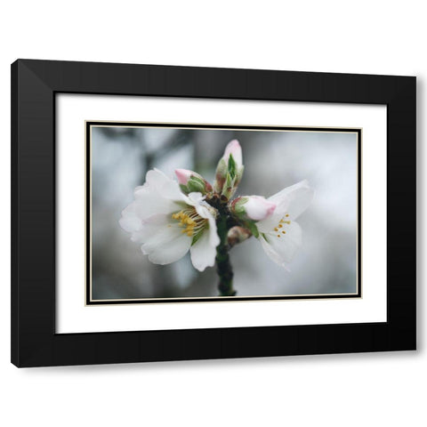 Spring Blossoms III Black Modern Wood Framed Art Print with Double Matting by Geyman, Vitaly