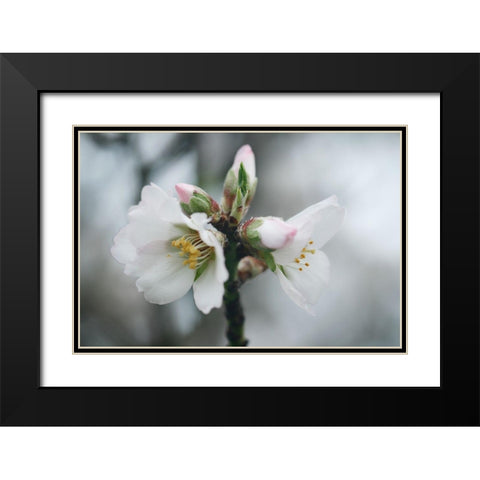 Spring Blossoms III Black Modern Wood Framed Art Print with Double Matting by Geyman, Vitaly