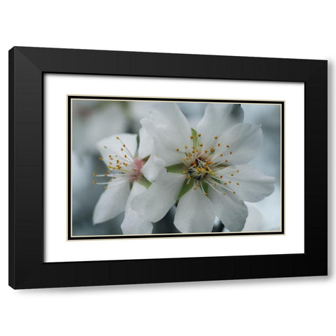 Spring Blossoms IV Black Modern Wood Framed Art Print with Double Matting by Geyman, Vitaly