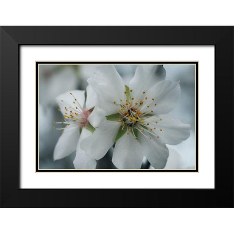 Spring Blossoms IV Black Modern Wood Framed Art Print with Double Matting by Geyman, Vitaly