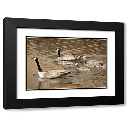 Canadian Geese Black Modern Wood Framed Art Print with Double Matting by Geyman, Vitaly
