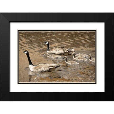 Canadian Geese Black Modern Wood Framed Art Print with Double Matting by Geyman, Vitaly