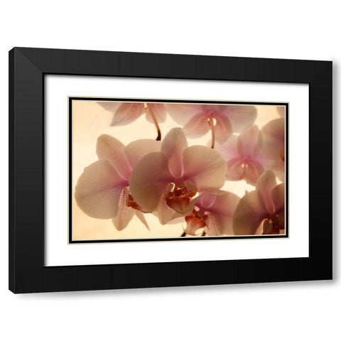 Pure Orchids Black Modern Wood Framed Art Print with Double Matting by Geyman, Vitaly