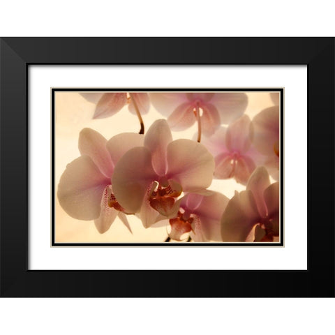Pure Orchids Black Modern Wood Framed Art Print with Double Matting by Geyman, Vitaly