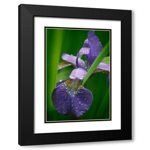 Wild Iris Black Modern Wood Framed Art Print with Double Matting by Geyman, Vitaly