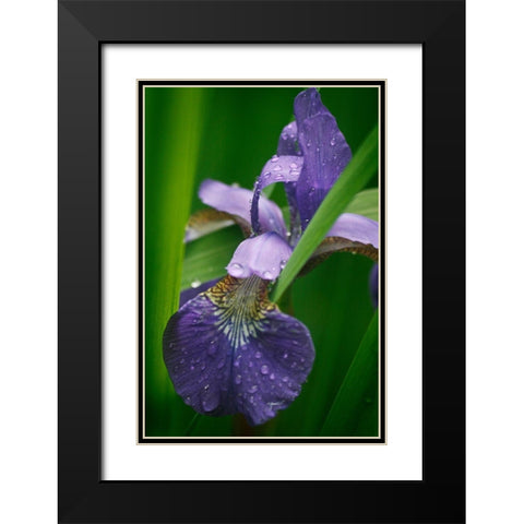 Wild Iris Black Modern Wood Framed Art Print with Double Matting by Geyman, Vitaly