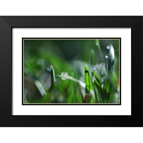 Dew Drops I Black Modern Wood Framed Art Print with Double Matting by White, Leesa
