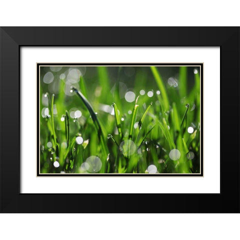 Dew Drops III Black Modern Wood Framed Art Print with Double Matting by White, Leesa