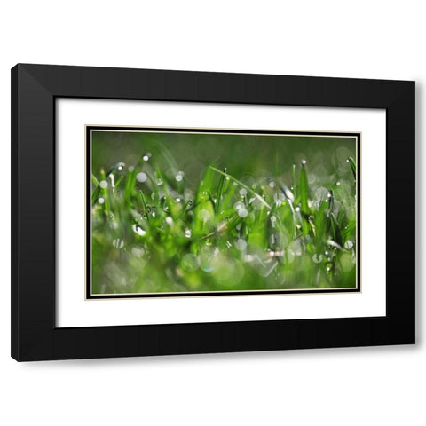 Dew Drops IV Black Modern Wood Framed Art Print with Double Matting by White, Leesa