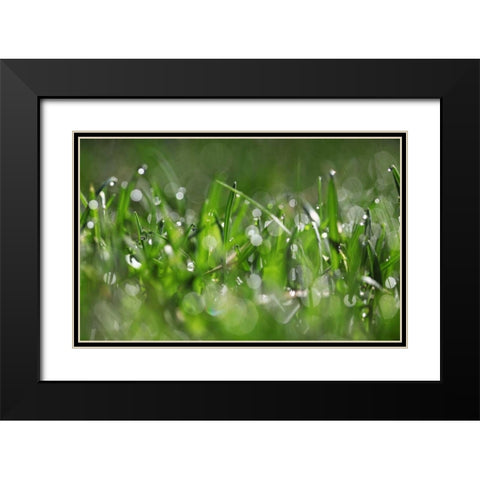 Dew Drops IV Black Modern Wood Framed Art Print with Double Matting by White, Leesa
