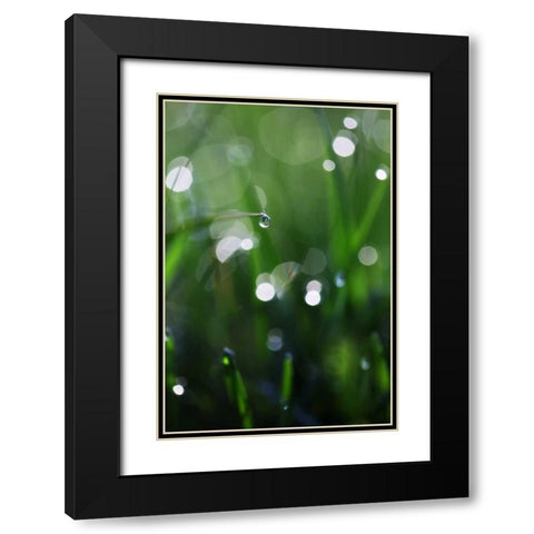 Dew Drops V Black Modern Wood Framed Art Print with Double Matting by White, Leesa