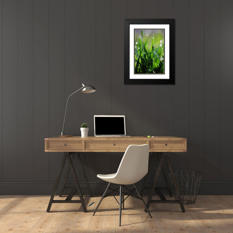 Dew Drops VI Black Modern Wood Framed Art Print with Double Matting by White, Leesa