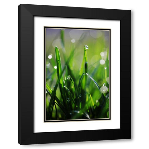 Dew Drops VI Black Modern Wood Framed Art Print with Double Matting by White, Leesa