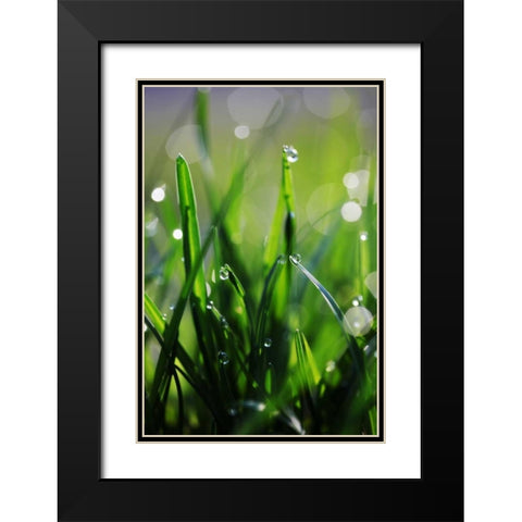 Dew Drops VI Black Modern Wood Framed Art Print with Double Matting by White, Leesa
