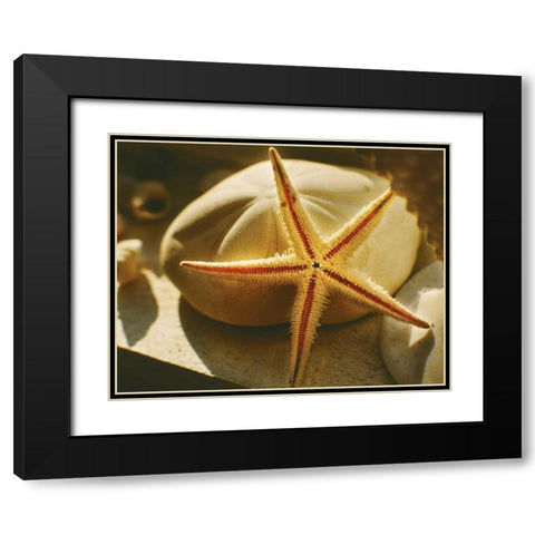 Starfish II Black Modern Wood Framed Art Print with Double Matting by Clayton-Thompson, Philip