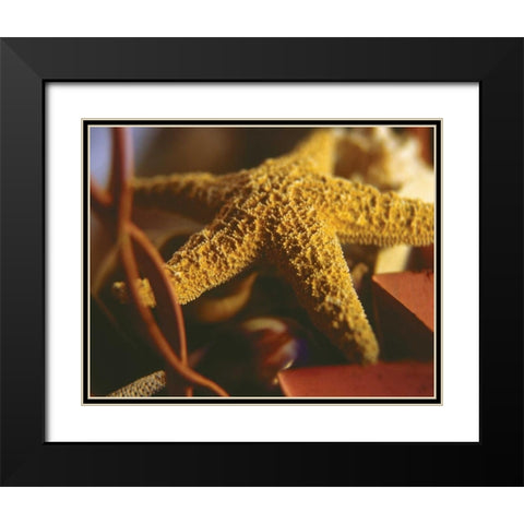 Starfish IV Black Modern Wood Framed Art Print with Double Matting by Clayton-Thompson, Philip