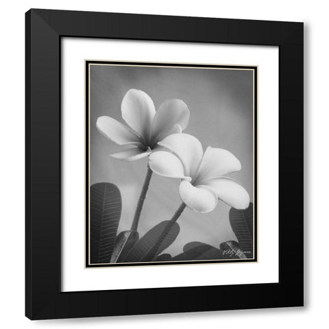 Plumeria II Black Modern Wood Framed Art Print with Double Matting by Geyman, Vitaly