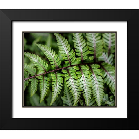 Fern Detail Black Modern Wood Framed Art Print with Double Matting by Head, Danny