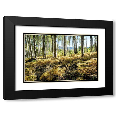 Golden Ferns Black Modern Wood Framed Art Print with Double Matting by Head, Danny