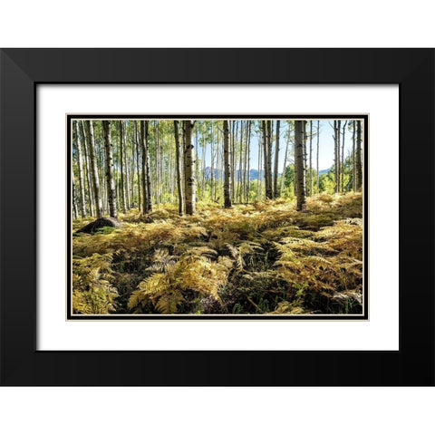 Golden Ferns Black Modern Wood Framed Art Print with Double Matting by Head, Danny